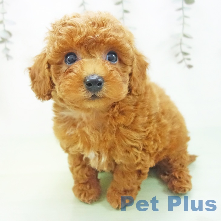 トイ・プードルの写真2