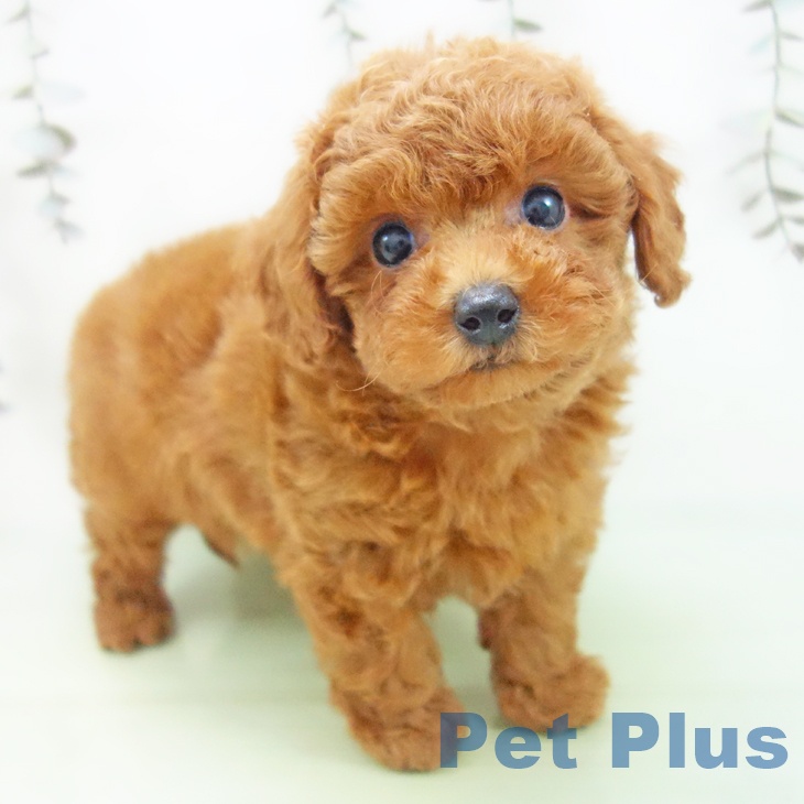 愛知県のトイプードル(トイ) (ペットプラス イオンモール長久手店/2025年9月8日生まれ/男の子/レッド)の子犬の1枚目の画像