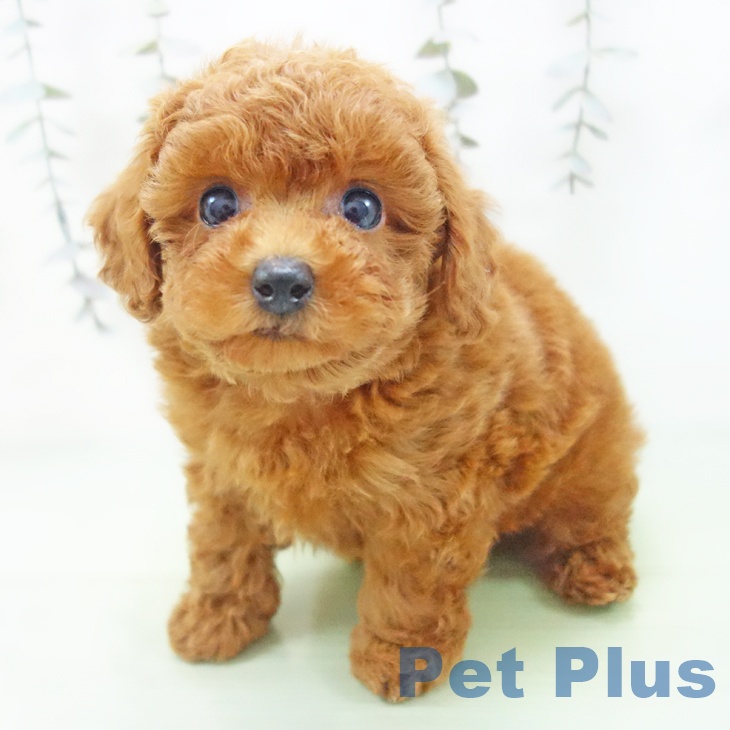 愛知県のトイプードル(トイ) (ペットプラス イオンモール長久手店/2025年9月8日生まれ/男の子/レッド)の子犬の2枚目の画像