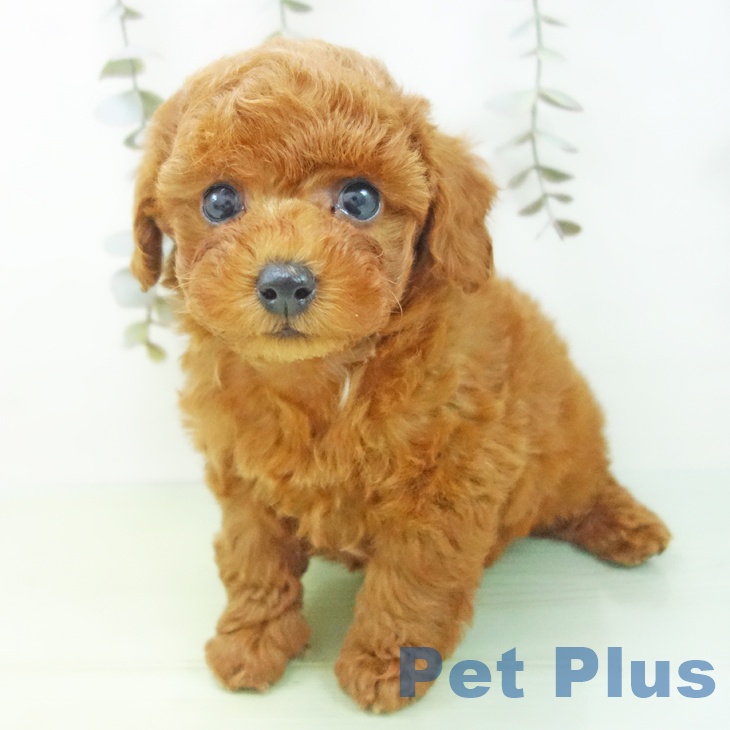 トイ・プードルの写真2