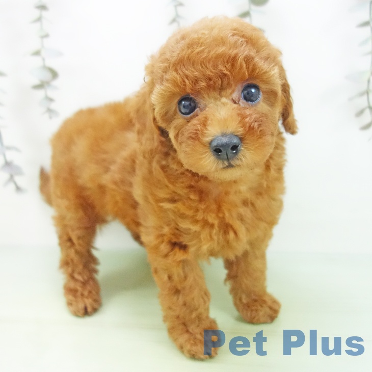 愛知県のトイプードル(トイ) (ペットプラス mozoワンダーシティ店/2025年9月8日生まれ/女の子/レッド)の子犬の1枚目の画像