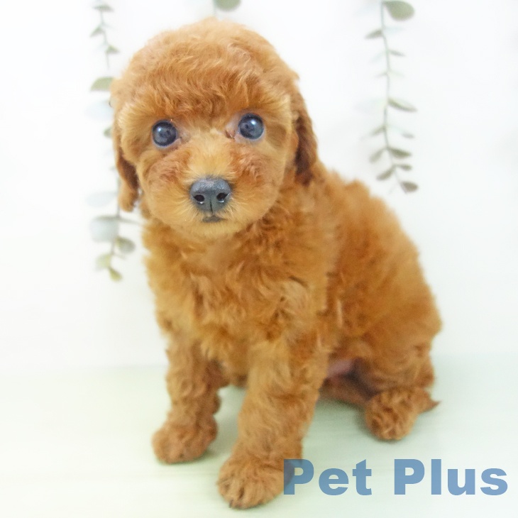 愛知県のトイプードル(トイ) (ペットプラス mozoワンダーシティ店/2025年9月8日生まれ/女の子/レッド)の子犬の2枚目の画像
