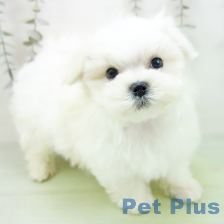 岐阜県のマルチーズ (ペットプラス 光ケ丘店/2025年9月6日生まれ/男の子/ホワイト)の子犬の1枚目の画像