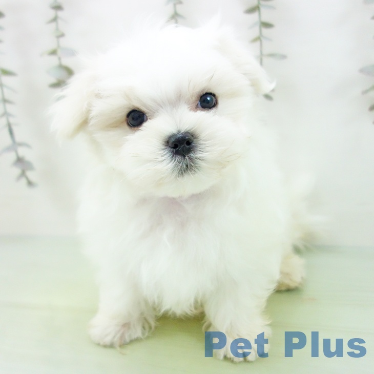 岐阜県のマルチーズ (ペットプラス 光ケ丘店/2025年9月6日生まれ/男の子/ホワイト)の子犬の2枚目の画像