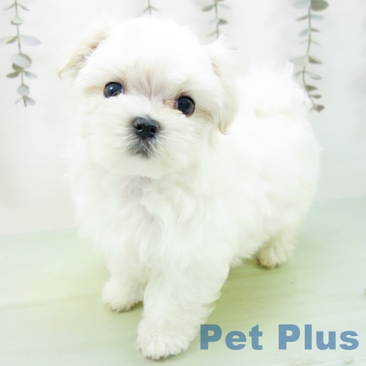 愛知県のマルチーズ (ペットプラス mozoワンダーシティ店/2025年9月6日生まれ/男の子/ホワイト)の子犬の1枚目の画像
