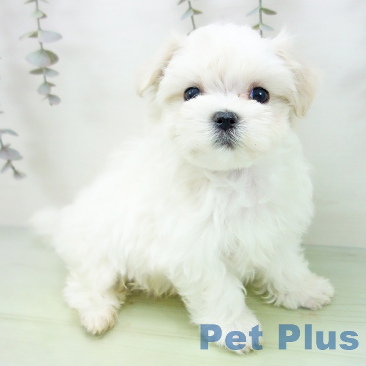 愛知県のマルチーズ (ペットプラス mozoワンダーシティ店/2025年9月6日生まれ/男の子/ホワイト)の子犬の2枚目の画像