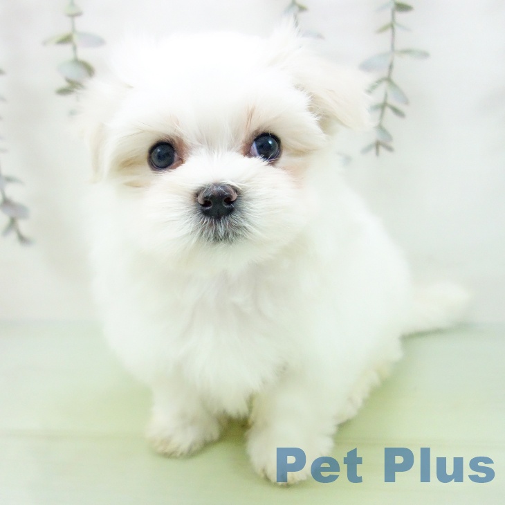 愛知県のマルチーズ (ペットプラス イオンモール豊川店/2025年9月6日生まれ/女の子/ホワイト)の子犬の1枚目の画像