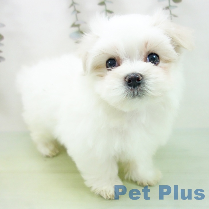 愛知県のマルチーズ (ペットプラス イオンモール豊川店/2025年9月6日生まれ/女の子/ホワイト)の子犬の2枚目の画像