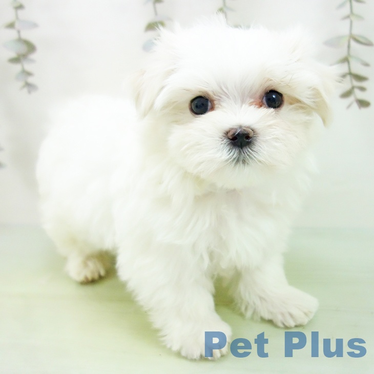 愛知県のマルチーズ (ペットプラス 岡崎店/2025年9月6日生まれ/女の子/ホワイト)の子犬の1枚目の画像
