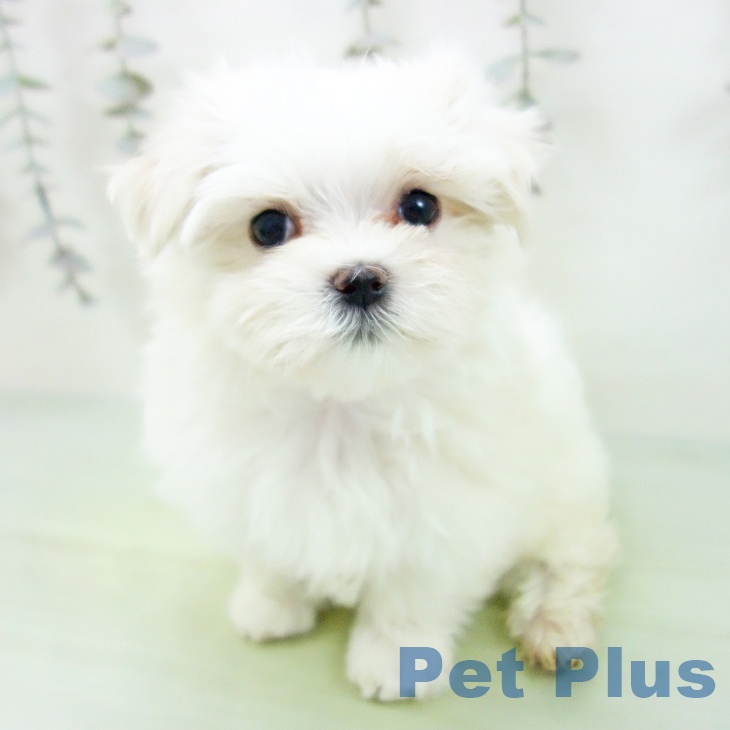 愛知県のマルチーズ (ペットプラス 岡崎店/2025年9月6日生まれ/女の子/ホワイト)の子犬の2枚目の画像