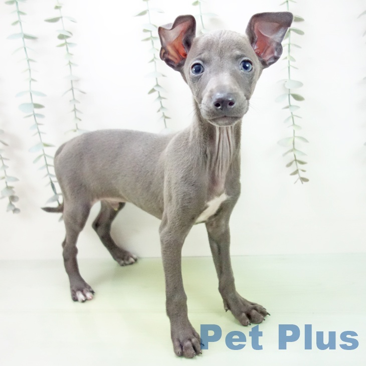愛知県のイタリアングレーハウンド (ペットプラス 千音寺店/2025年9月9日生まれ/男の子/ブルー)の子犬の1枚目の画像