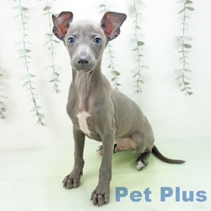 愛知県のイタリアングレーハウンド (ペットプラス 千音寺店/2025年9月9日生まれ/男の子/ブルー)の子犬の2枚目の画像