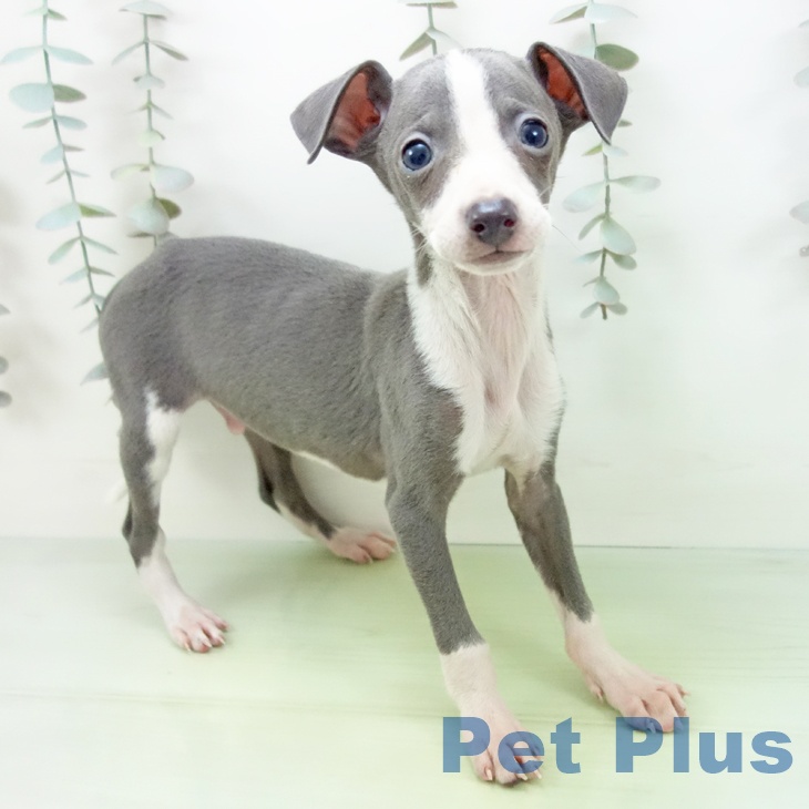 愛知県のイタリアングレーハウンド (ペットプラス 岡崎店/2025年9月9日生まれ/男の子/ブルーホワイト)の子犬の1枚目の画像