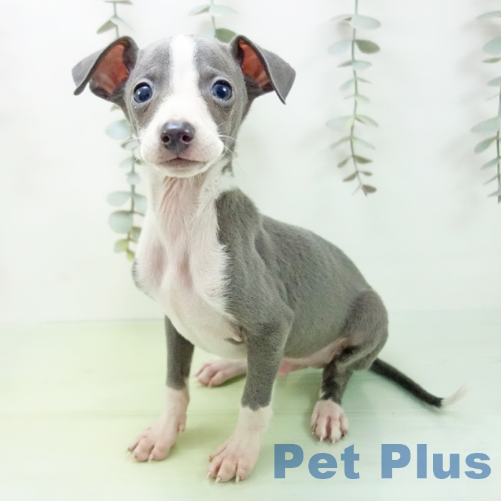 愛知県のイタリアングレーハウンド (ペットプラス 岡崎店/2025年9月9日生まれ/男の子/ブルーホワイト)の子犬の2枚目の画像