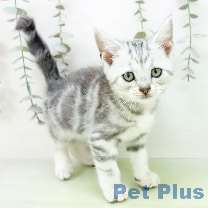 大阪府のアメリカンショートヘアー (ペットプラス りんくう泉南店/2025年9月6日生まれ/男の子/シルバータビー)の子猫の1枚目の画像