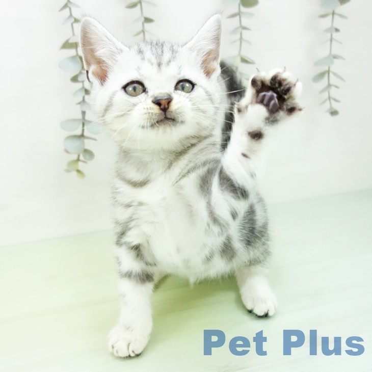 大阪府のアメリカンショートヘアー (ペットプラス りんくう泉南店/2025年9月6日生まれ/男の子/シルバータビー)の子猫の2枚目の画像