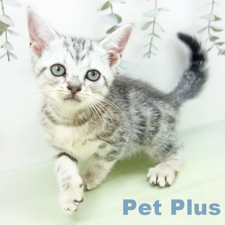 岐阜県のアメリカンショートヘアー (ペットプラス 光ケ丘店/2025年9月6日生まれ/女の子/シルバータビー)の子猫