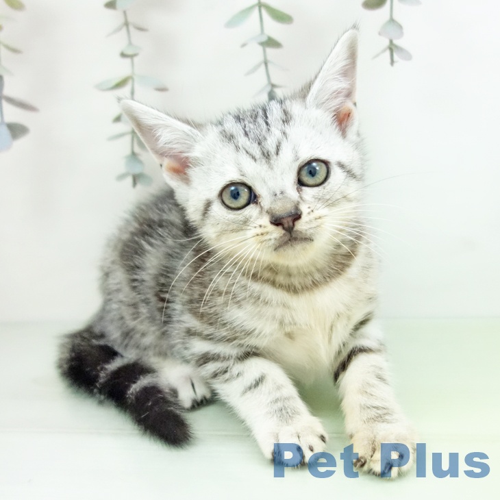 岐阜県のアメリカンショートヘアー (ペットプラス 光ケ丘店/2025年9月6日生まれ/女の子/シルバータビー)の子猫の2枚目の画像