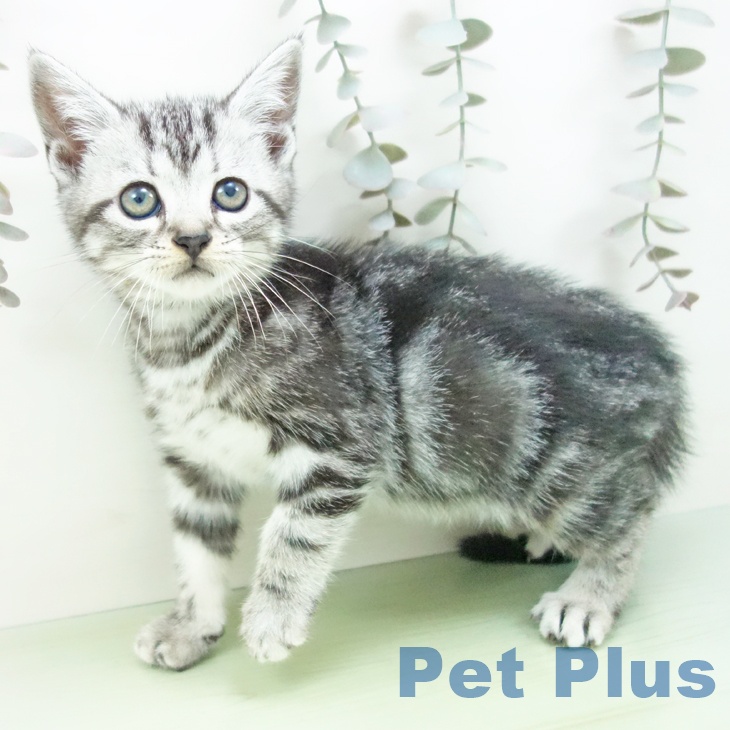 大阪府のアメリカンショートヘアー (ペットプラス 大阪ドームシティ店/2025年9月6日生まれ/女の子/シルバータビー)の子猫の1枚目の画像