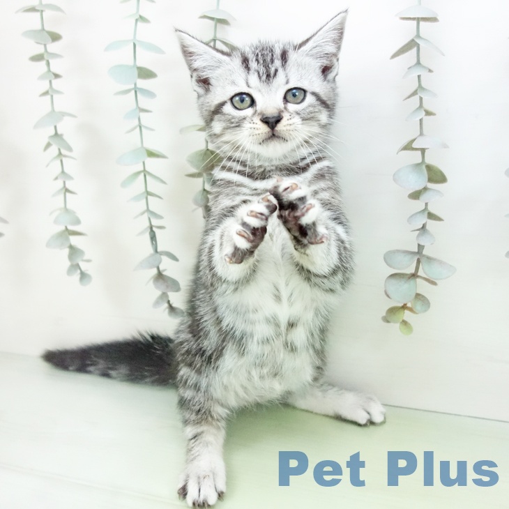 大阪府のアメリカンショートヘアー (ペットプラス 大阪ドームシティ店/2025年9月6日生まれ/女の子/シルバータビー)の子猫の2枚目の画像