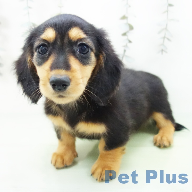 富山県のミニチュアダックスフンド(ロング) (ペットプラス 高岡店/2025年9月10日生まれ/女の子/ブラックタン)の子犬