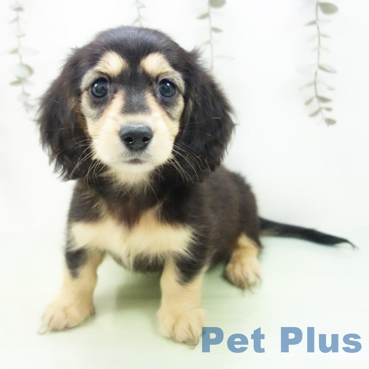 愛知県のミニチュアダックスフンド(ロング) (ペットプラス 熱田店/2025年9月10日生まれ/女の子/ブラックタン)の子犬の1枚目の画像