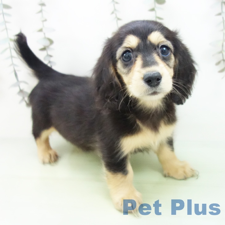 愛知県のミニチュアダックスフンド(ロング) (ペットプラス 熱田店/2025年9月10日生まれ/女の子/ブラックタン)の子犬の2枚目の画像