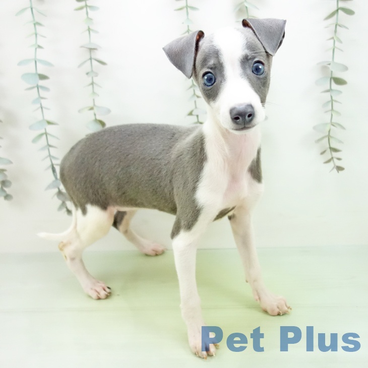 愛知県のイタリアングレーハウンド (ペットプラス 名古屋茶屋店/2025年9月10日生まれ/女の子/ブルーホワイト)の子犬の1枚目の画像