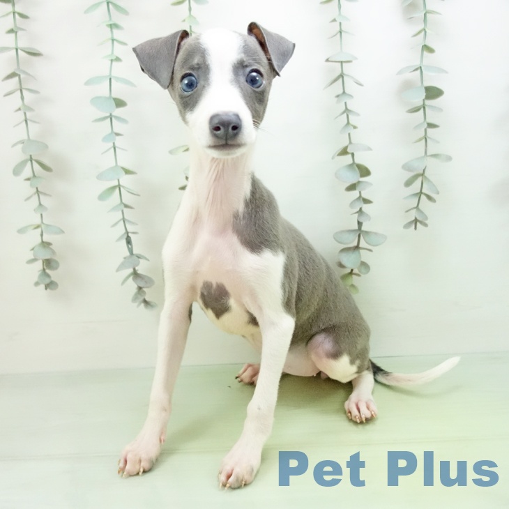 愛知県のイタリアングレーハウンド (ペットプラス 名古屋茶屋店/2025年9月10日生まれ/女の子/ブルーホワイト)の子犬の2枚目の画像