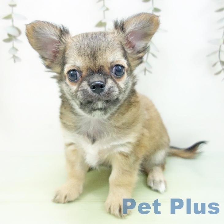 福井県のチワワ(ロング) (ペットプラス 福井店/2025年9月10日生まれ/男の子/レッド)の子犬の1枚目の画像