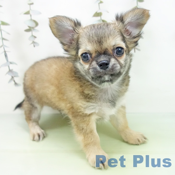 福井県のチワワ(ロング) (ペットプラス 福井店/2025年9月10日生まれ/男の子/レッド)の子犬の2枚目の画像