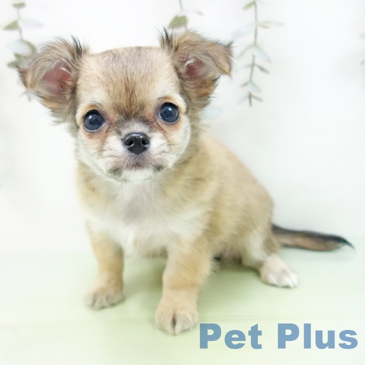 三重県のチワワ(ロング) (ペットプラス 津南店/2025年9月10日生まれ/女の子/レッド)の子犬の1枚目の画像