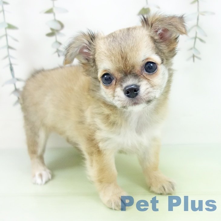 三重県のチワワ(ロング) (ペットプラス 津南店/2025年9月10日生まれ/女の子/レッド)の子犬の2枚目の画像