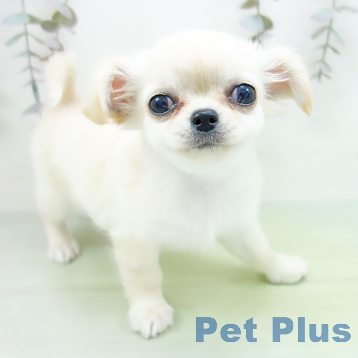 石川県のチワワ(ロング) (ペットプラス 白山店/2025年9月10日生まれ/女の子/クリーム)の子犬の1枚目の画像