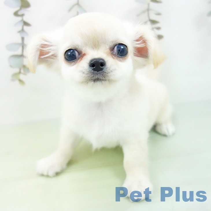 石川県のチワワ(ロング) (ペットプラス 白山店/2025年9月10日生まれ/女の子/クリーム)の子犬の2枚目の画像