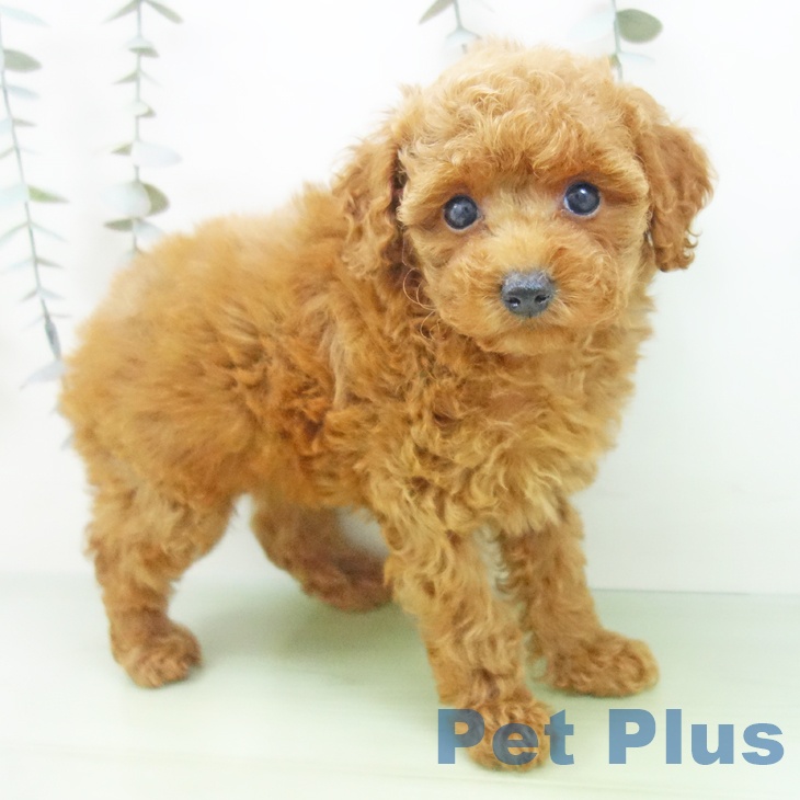 石川県のトイプードル(トイ) (ペットプラス 白山店/2025年9月10日生まれ/女の子/レッド)の子犬の1枚目の画像