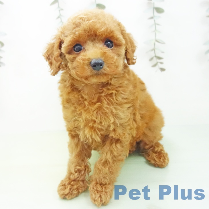 石川県のトイプードル(トイ) (ペットプラス 白山店/2025年9月10日生まれ/女の子/レッド)の子犬の2枚目の画像