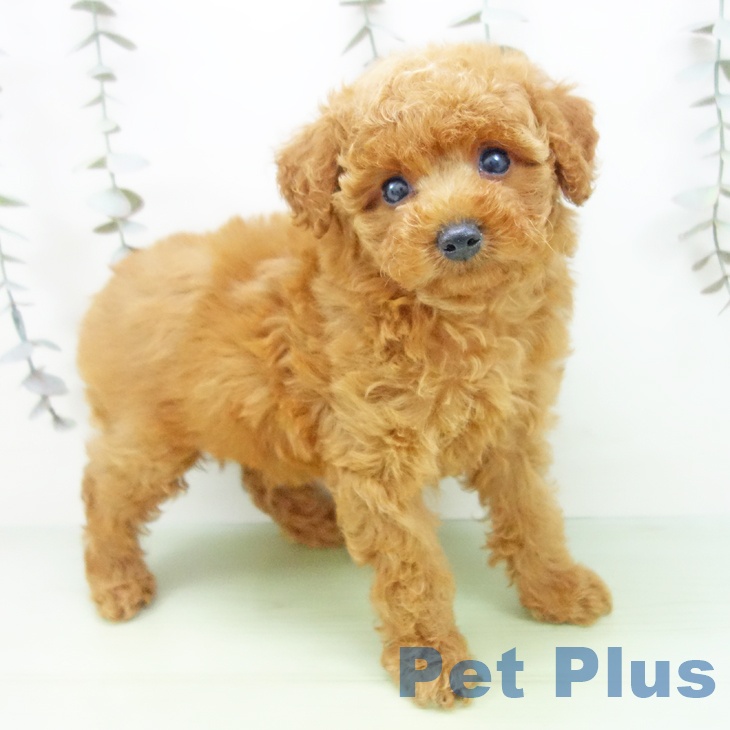 三重県のトイプードル(トイ) (ペットプラス 鈴鹿店/2025年9月10日生まれ/女の子/レッド)の子犬