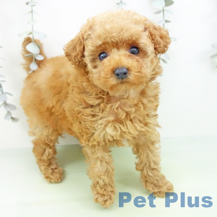 トイ・プードル