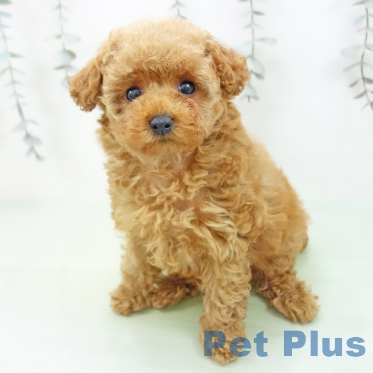 トイ・プードルの写真2