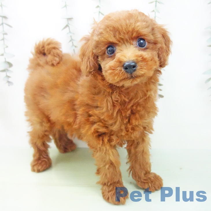 愛知県のトイプードル(トイ) (ペットプラス 豊橋牧野店/2025年9月7日生まれ/女の子/レッド)の子犬の1枚目の画像
