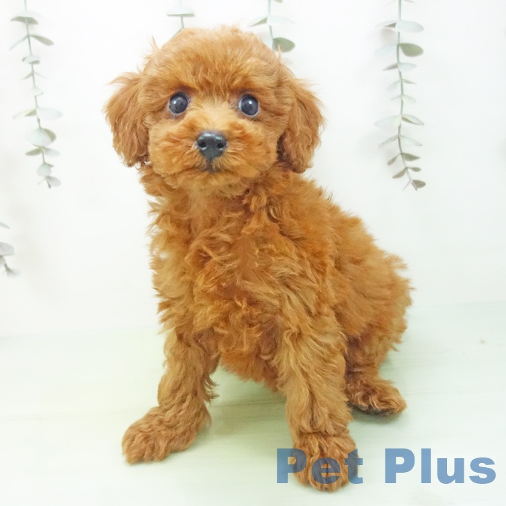 愛知県のトイプードル(トイ) (ペットプラス 豊橋牧野店/2025年9月7日生まれ/女の子/レッド)の子犬の2枚目の画像