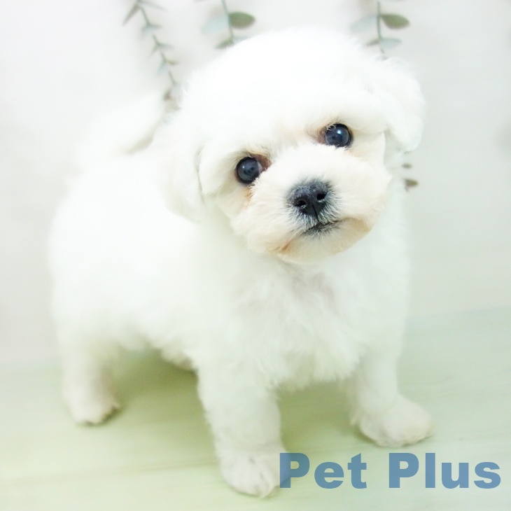 愛知県のビションフリーゼ (ペットプラス 岡崎店/2025年9月8日生まれ/男の子/ホワイト)の子犬の1枚目の画像