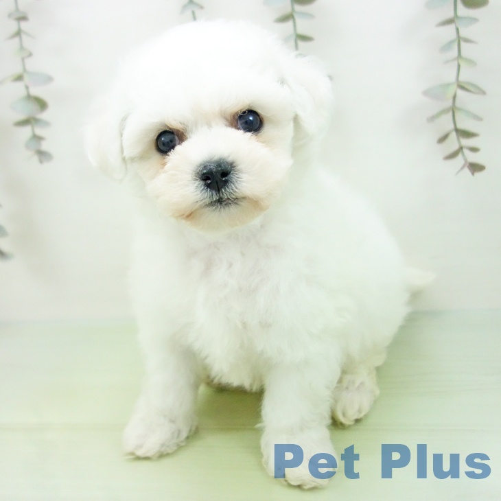 愛知県のビションフリーゼ (ペットプラス 岡崎店/2025年9月8日生まれ/男の子/ホワイト)の子犬の2枚目の画像