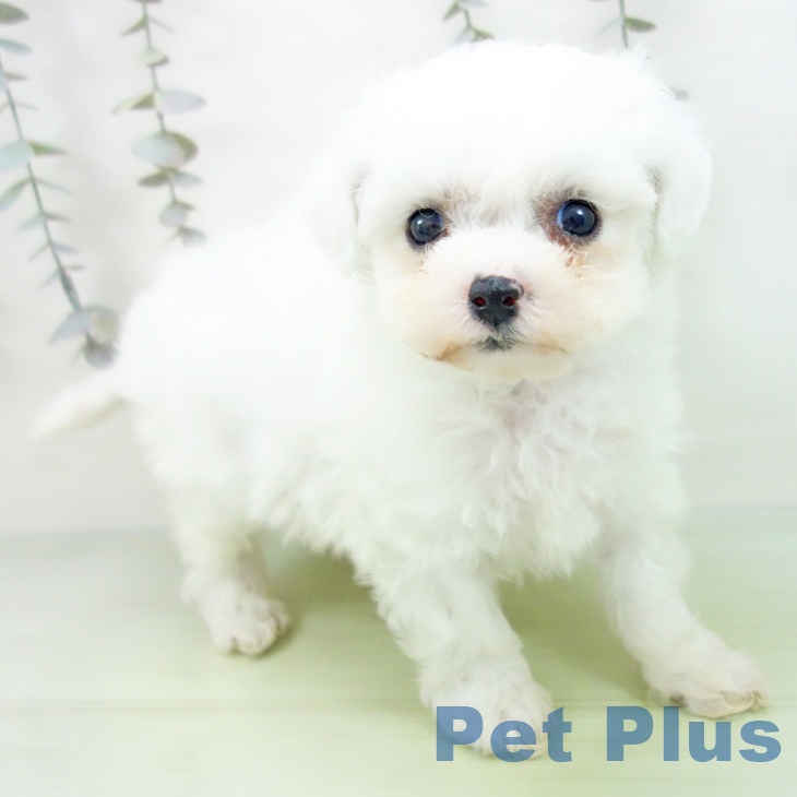 石川県のビションフリーゼ (ペットプラス 白山店/2025年9月8日生まれ/女の子/ホワイト)の子犬の1枚目の画像