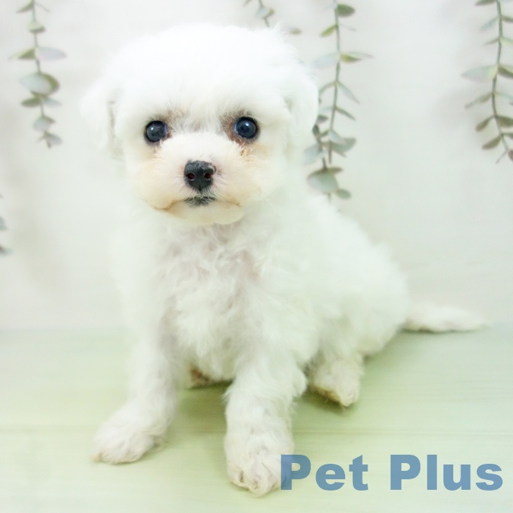 石川県のビションフリーゼ (ペットプラス 白山店/2025年9月8日生まれ/女の子/ホワイト)の子犬の2枚目の画像