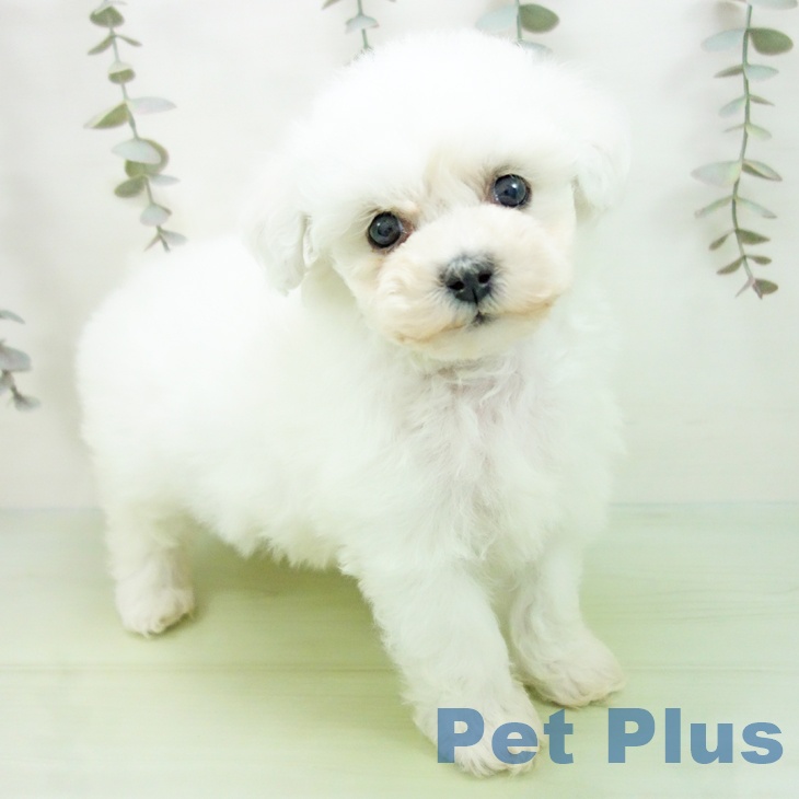 岐阜県のビションフリーゼ (ペットプラス 各務原店/2025年9月8日生まれ/女の子/ホワイト)の子犬の1枚目の画像