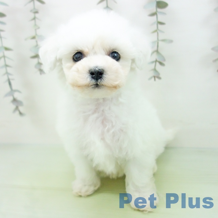 岐阜県のビションフリーゼ (ペットプラス 各務原店/2025年9月8日生まれ/女の子/ホワイト)の子犬の2枚目の画像