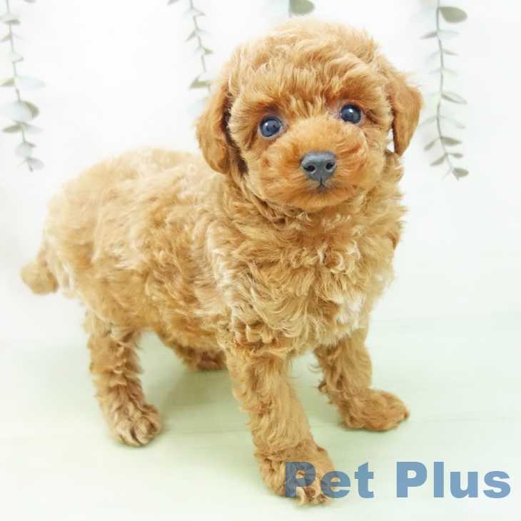 トイ・プードル