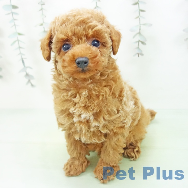 トイ・プードルの写真2